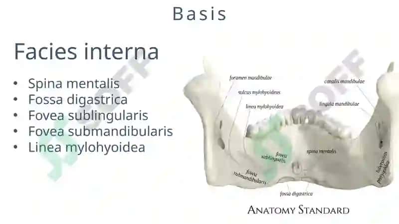 MANDIBULA 6