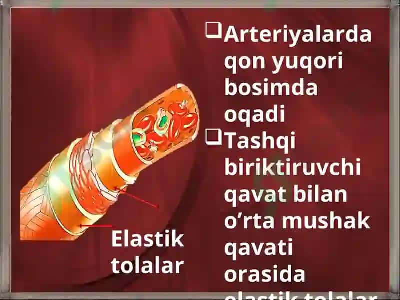 YURAK QON-TOMIR TIZIMINING UMUMIY ANATOMIYASI 6