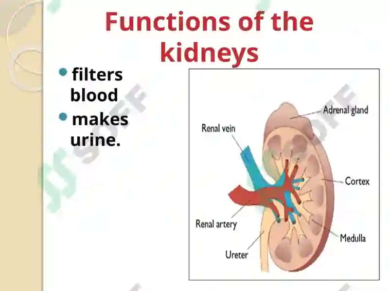 Urinary system 6
