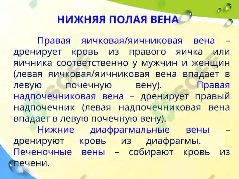 Клиническая анатомия вен и лимфатических сосудов брюшной полости 6