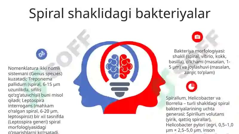 Mikroorganizmlar morfologiyasi va nomenklaturasi 6