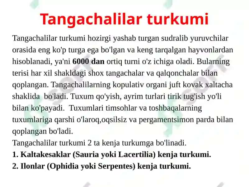 Sudralib Yuruvchil Ar (Reptilia) Sinfining Sistematikasi 6