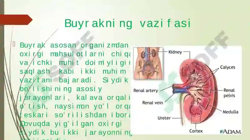 Bolalarda Buyrak, Siydik Yo’li, Siydik Pufagi va Siydik Chiqarish Kanali Anatoma – Fiziologik Xususiyatlari 6
