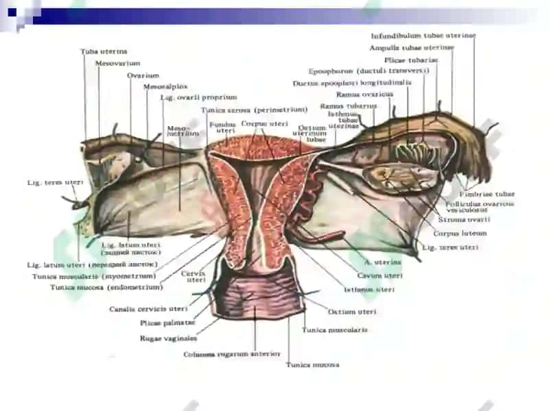 Жинсий аъзолар яллигланиш касалликлари 6