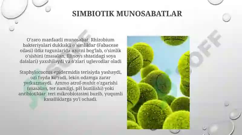 Tashqi muhit omillarining mikroorganizmlarga ta'siri 6