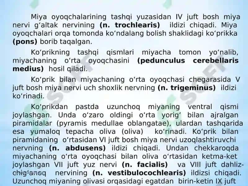Bosh miya katta yarim sharlarining tuzilishi va fiziologiyasi 6