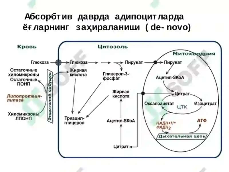 Ёғларнинг оралиқ алмашинуви, унинг бошқарилиши ва бузилиши 6