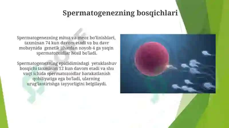 Oogenez va Spermatogenezning O'ziga Xos Xususiyatlari 6