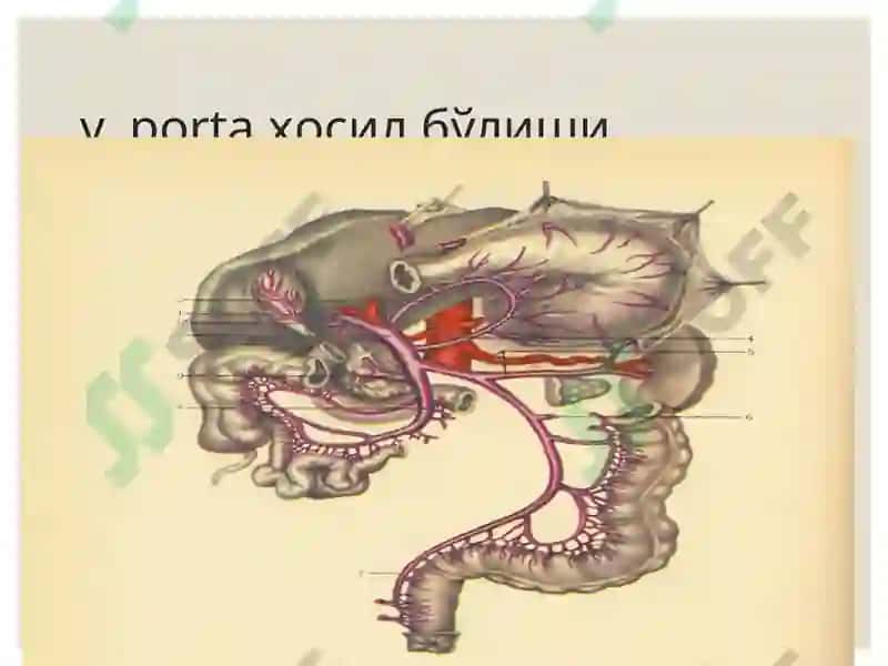 Жигар, ўт йўллари ва меъда ости безини ривожланиш нуқсонлари ва аномалиялари 6