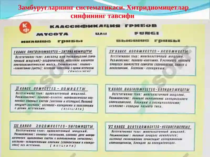 Замбуруғларнинг систематикаси. Хитридиомицетлар синфининг тавсифи 6