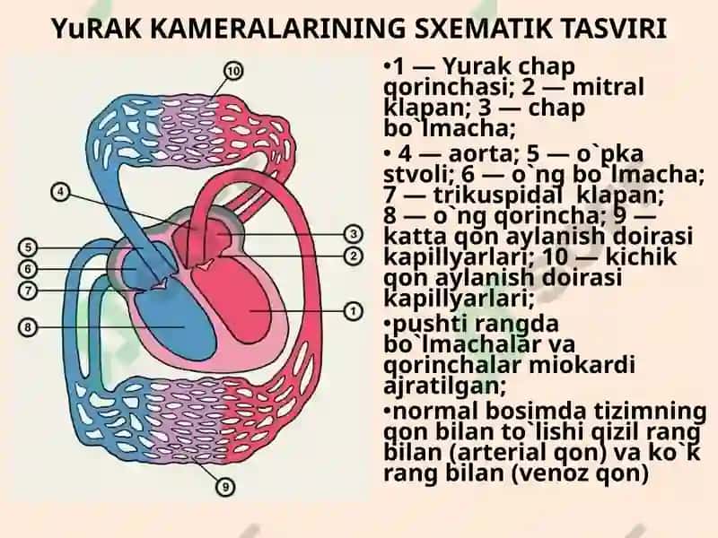 Mitral klapan yetishmovchiligi 6