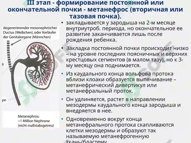 Функциональная анатомия мочеполового аппарата 6