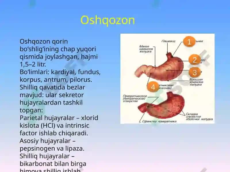 Oshqozon va qizilongach anatomiyasi,fiziologiyasi,tekshiruv usullari va ularning klinik simptomatikasi 6