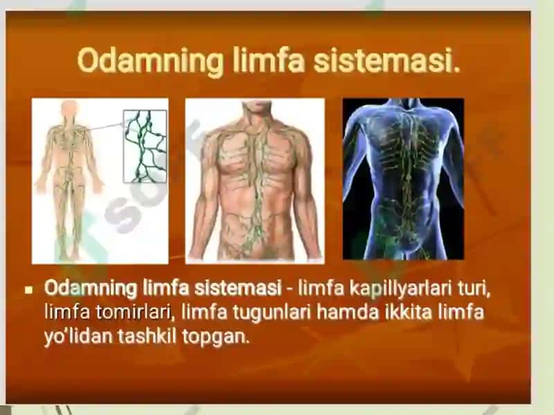 Limfa sistemasi 6