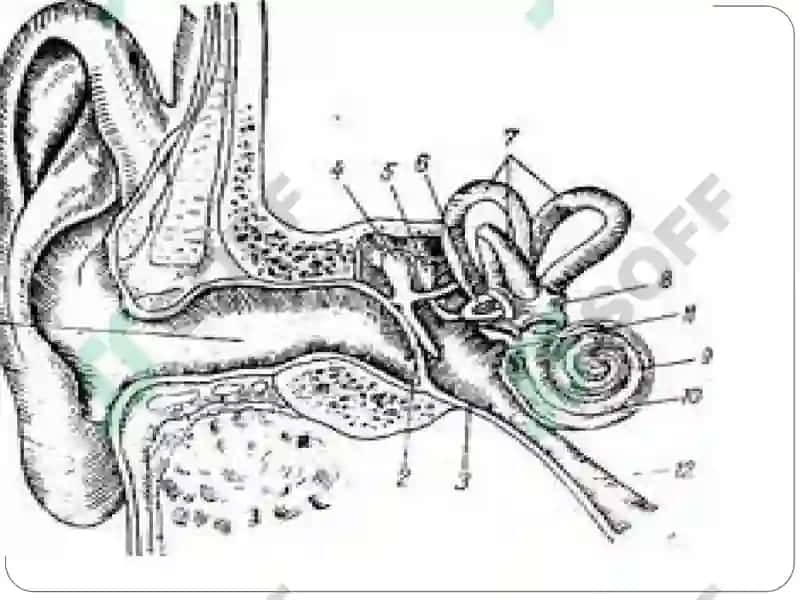 Quloqning fiziologiyasi va patalogiyasi 6