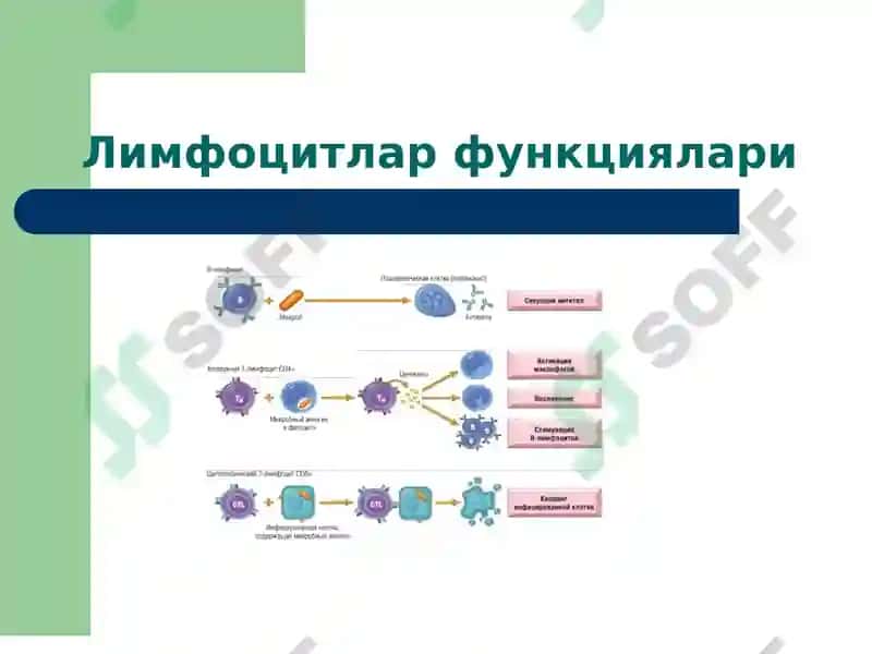 Иммун тизим патофизиологияси 6