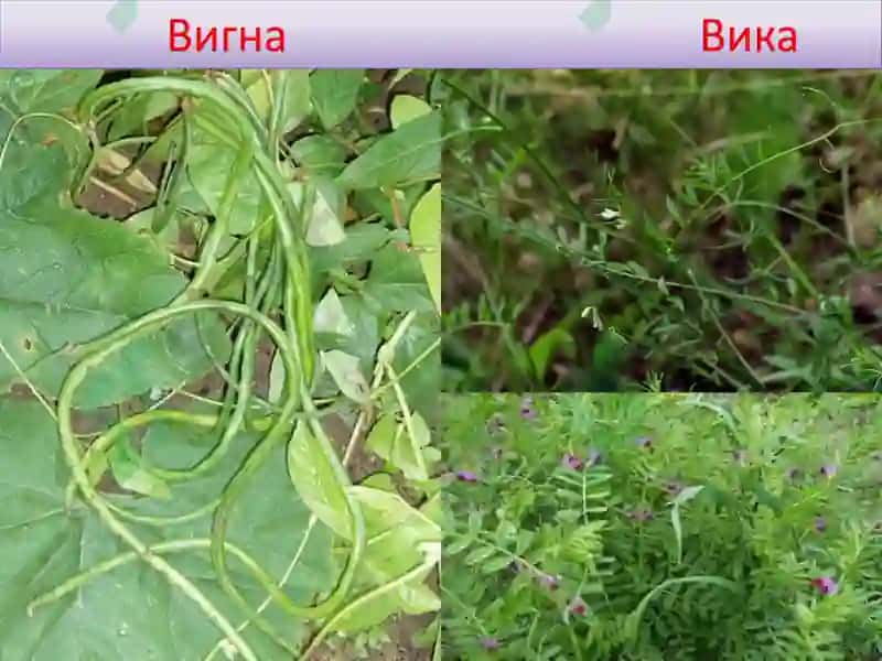 ДОН-ДУККАКЛИ ЭКИНЛАРНИНГ УМУМИЙ ТАВСИФИ ВА БИОЛОГИЯСИ 6