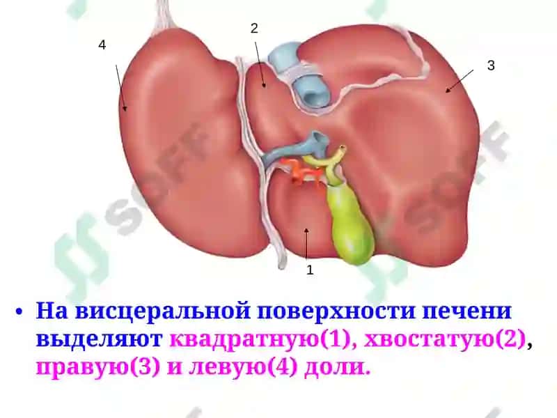 Строение и функции печени 6
