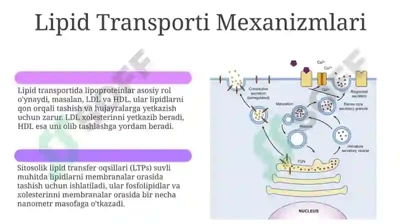 Fosfolipidlar va Oqsillar: Biosintez va Tuzilish 6