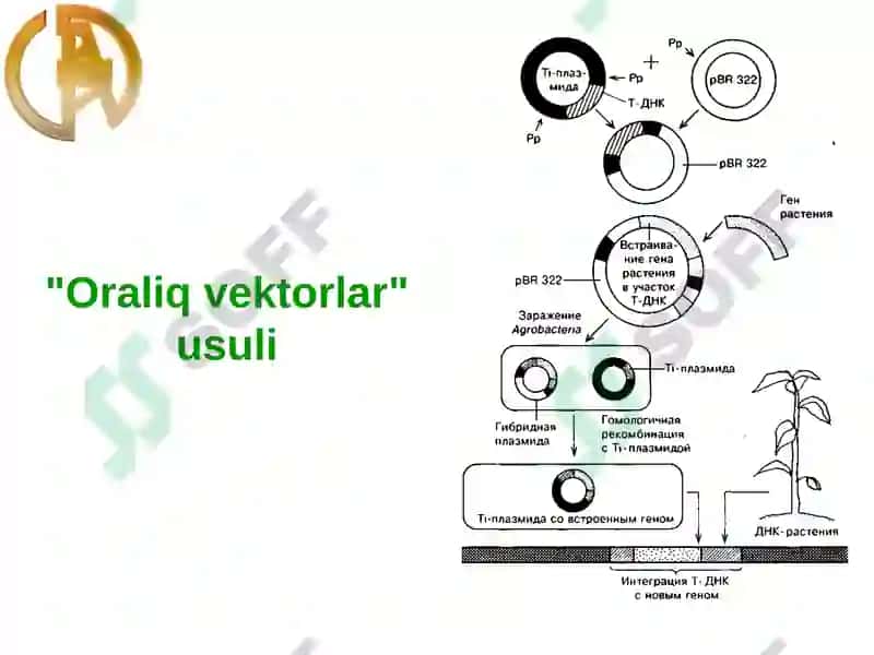 O'simliklargenetik muhandisligi imkoniyatlar va cheklovchi omillar 6