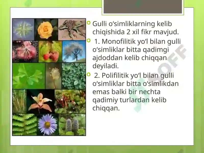 Gulli O'simliklar 6