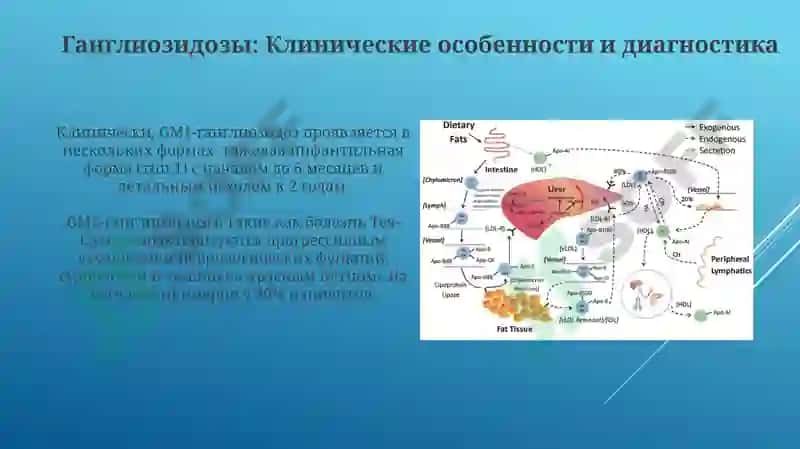 Нарушения обмена фосфолипидов 6