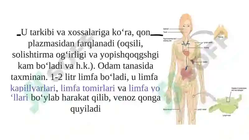 Limfaning hosil bo'lishi, tarkibi va vazifalari 6