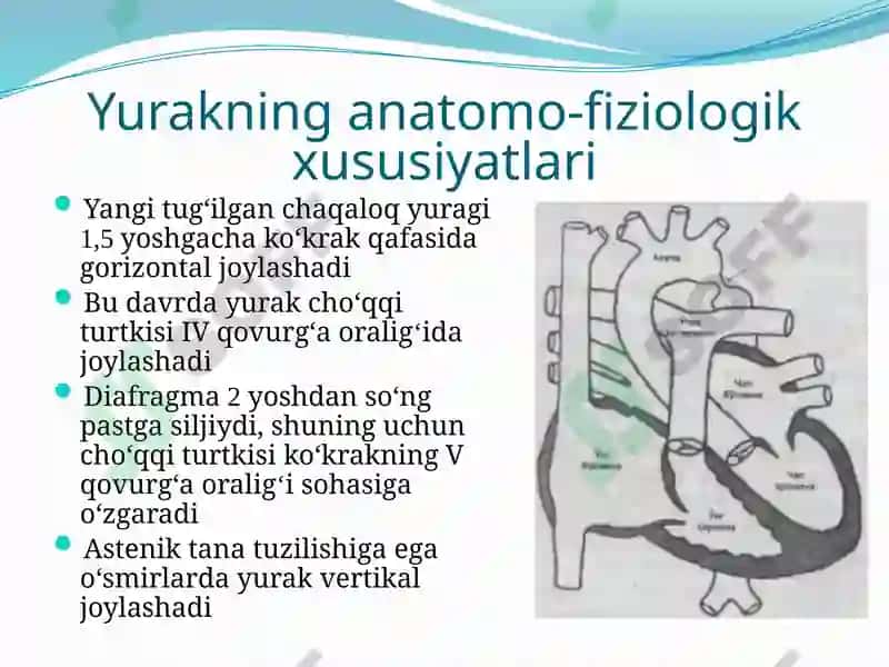 BOLALARDA YURAK-QON TOMIR TIZIMINING ANATOMO-FIZIOLOGIK XUSUSIYATLARI 6