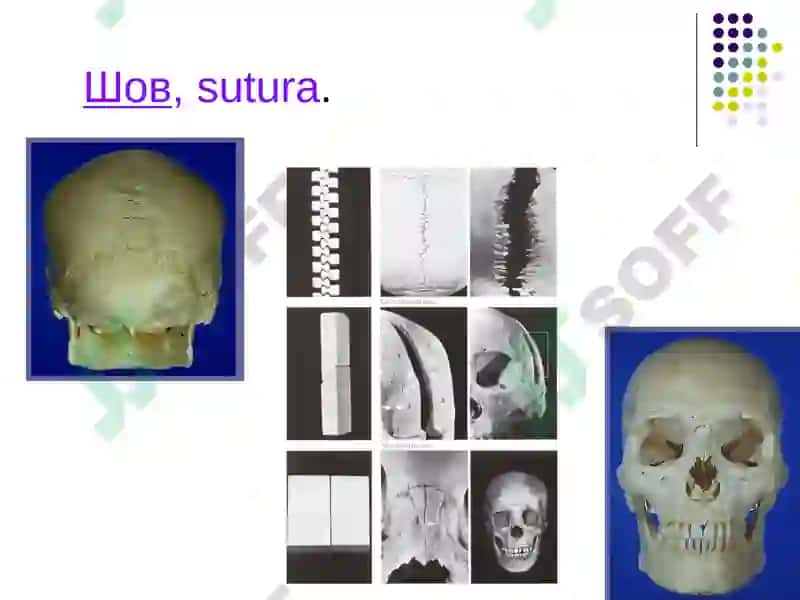 Anatomiya Haqida brikmalar 6