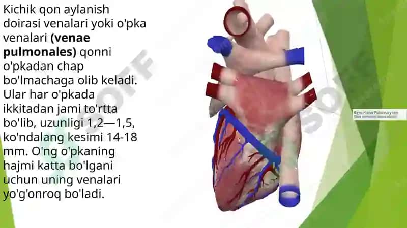 Venoz tizimining funktsional anatomiyasi 6