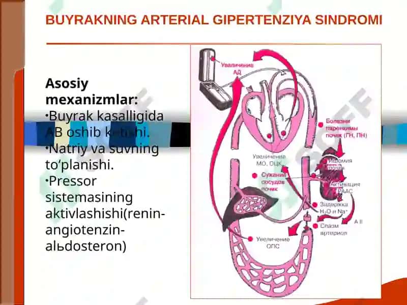 BUYRAK KASALLIKLARI SINDROMLARI. O‘TKIR VA SURUNKALI GLOMERULONEFRIT VA PIYELONEFRITLAR DIAGNOSTIKASI 6