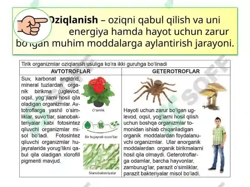 MAVZU.TIRIK ORGANIZM-LARNING OZIQLANISHI 6