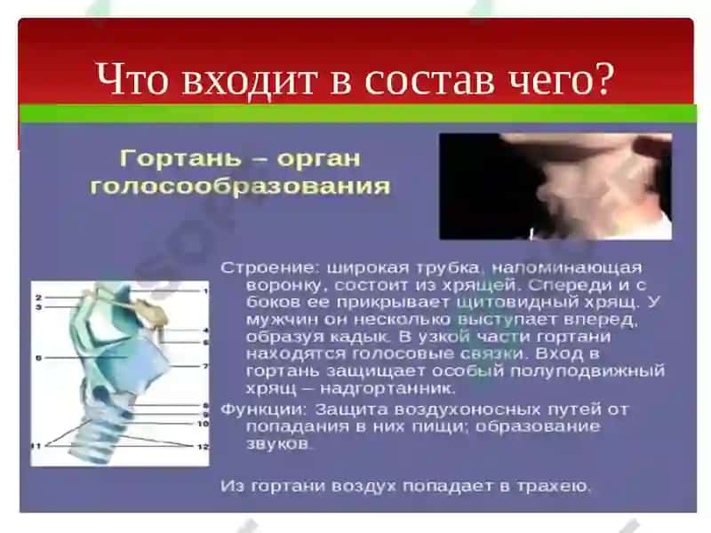 Органы дыхания 6