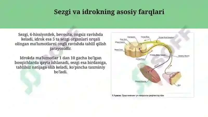 Sezgi va idrok: farqi, oʻzaro bogʻliqligi 6