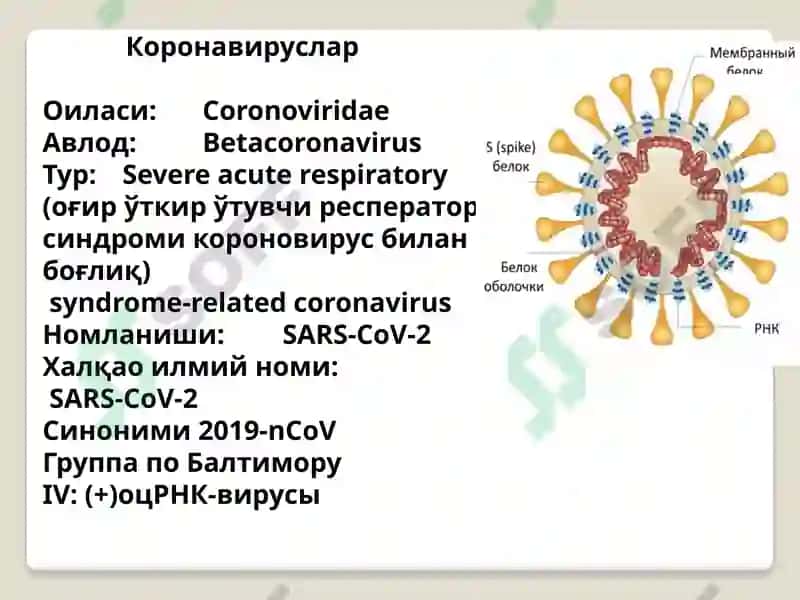 Вируслинфекциялар 6