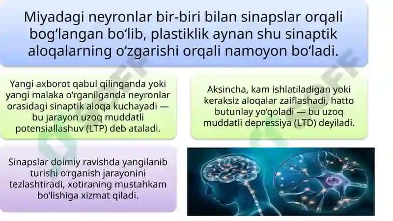 Miya plastisligi va nevroplastika 6