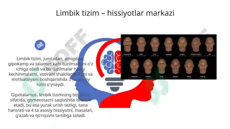 Hissiyot va Emotsional Holatlarning Fiziologik Asoslari 6