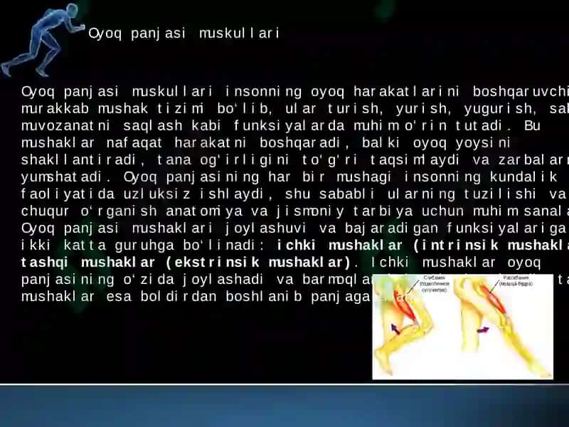 oyoq muskullari 6