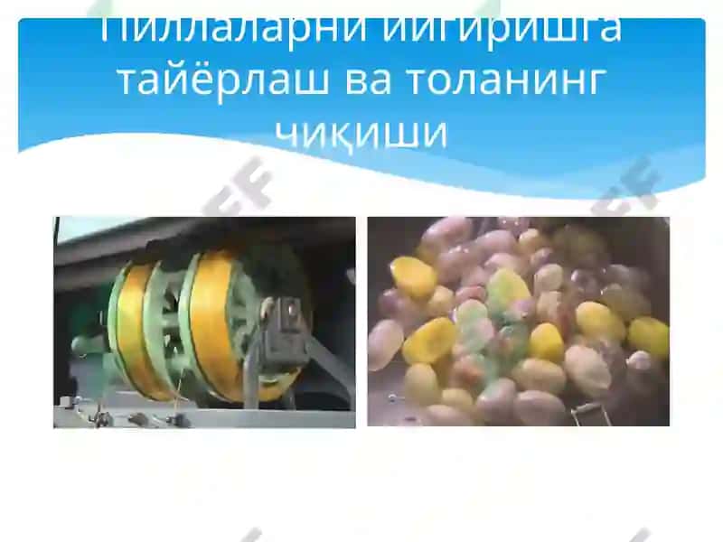 Тирик пиллаларни қабул қилиш 6