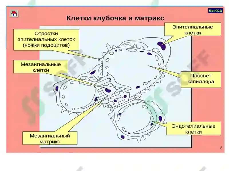 Гломерулонефритлар 6