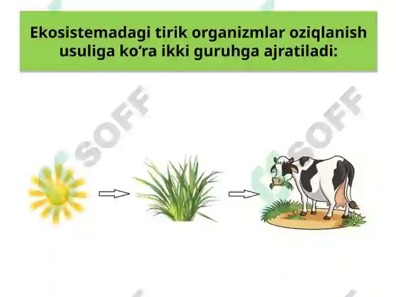 EKOSISTEMALARDA ENERGIYA OQIMI 6