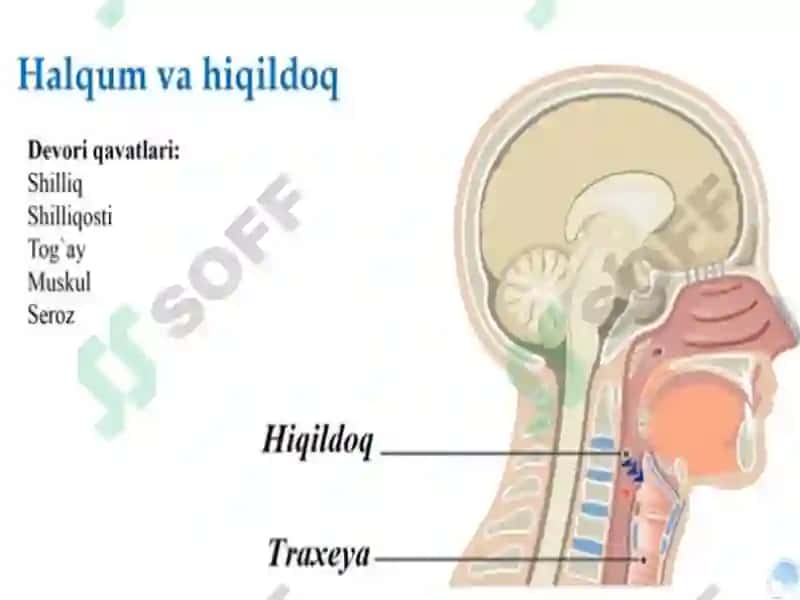 Nafastizimining yosh hususiyatlari va gigiyena 7