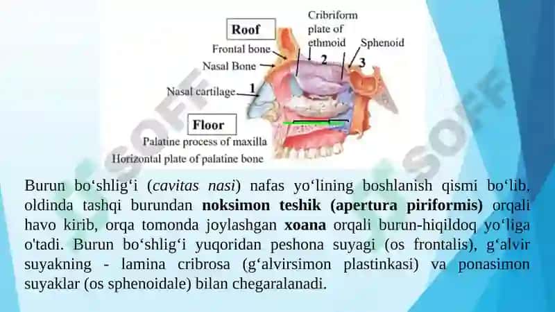 NAFAS OLISH ORGANLARINING TUZILISHI 7