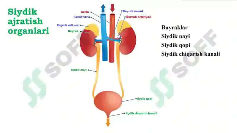 Ayiruv tizimining yoshga oid fiziologiyasi va gigienasi 7