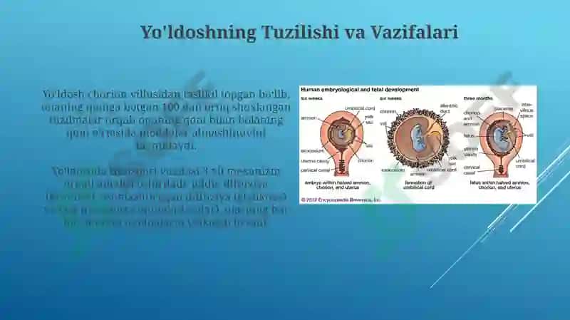 Amnion, Sariqlik Xaltasi, Allantois va Yo'ldoshning Tuzilishi va Rivojlanishi 7