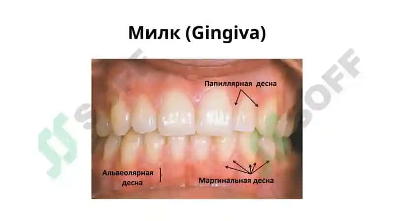 Пародонтонтология 7