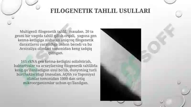 Mikroroorganizimlar va ularning sistimatikasi 7