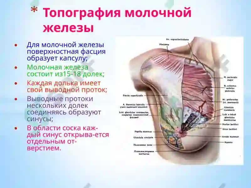 Топографическая анатомия и оперативная хирургия 7