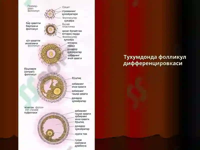 Аёллар жинсий тизими.Одам эмбриологиясининг асослари 7