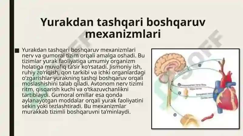 yurak faoliyatini boshqarilishini Oʻziga xosligi 7
